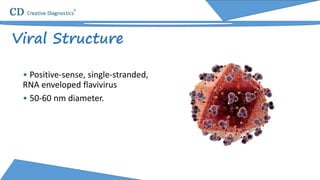 • Positive-sense, single-stranded,
RNA enveloped flavivirus
• 50-60 nm diameter.
Viral Structure
 