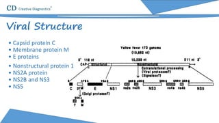 Viral Structure
• Capsid protein C
• Membrane protein M
• E proteins
• Nonstructural protein 1
• NS2A protein
• NS2B and NS3
• NS5
 