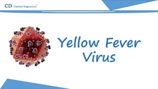 Yellow Fever
Virus
 