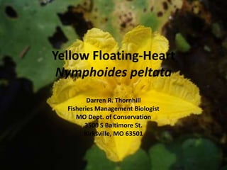 Yellow Floating-Heart
 Nymphoides peltata
         Darren R. Thornhill
  Fisheries Management Biologist
     MO Dept. of Conservation
        3500 S Baltimore St.
        Kirksville, MO 63501
 
