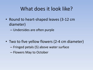 What does it look like?
• Round to heart-shaped leaves (3-12 cm
  diameter)
  – Undersides are often purple


• Two to five yellow flowers (2-4 cm diameter)
  – Fringed petals (5) above water surface
  – Flowers May to October
 