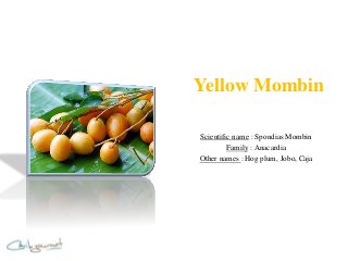 Yellow Mombin

Scientific name : Spondias Mombin
         Family : Anacardia
Other names : Hog plum, Jobo, Caja
 