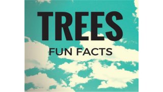 Fun Facts About Trees