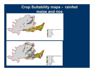 Crop Suitability maps - rainfed
       maize and rice
 