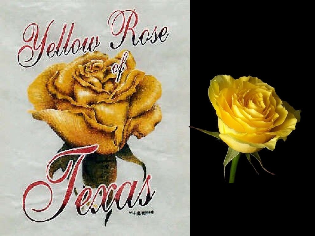 Yellow rose of texas