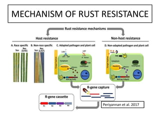 Yellow rust seminar by Priyanka (Phd Scholar Genetics and Plant ...