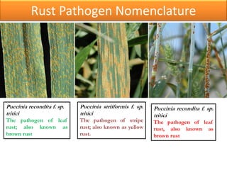 Yellow rust seminar by Priyanka (Phd Scholar Genetics and Plant ...