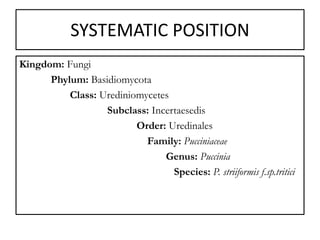Subclass Systematics Yellow rust seminar by Priyanka (Phd Scholar Genetics and Plant ...