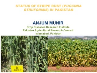 STATUS OF STRIPE RUST (PUCCINIA
STRIIFORMIS) IN PAKISTAN
ANJUM MUNIR
Crop Diseases Research Institute
Pakistan Agricultural Research Council
Islamabad, Pakistan
 