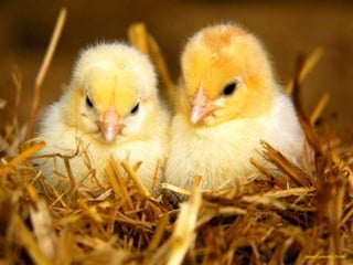 Jason Connolly - Flickr