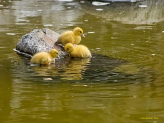 Cristo Bolaños - Flickr