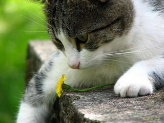 Davide Calo' - Flickr