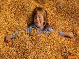 Kamerakrell - Flickr