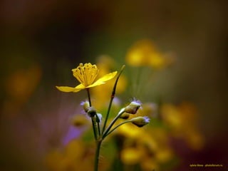 sylvia lilova - photoforum.ru