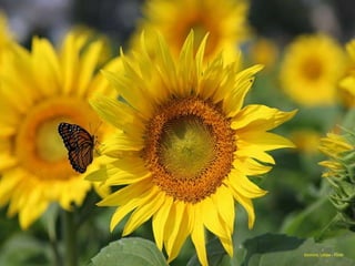 Dominic Labbe - Flickr