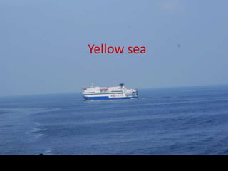 Yellow sea
 
