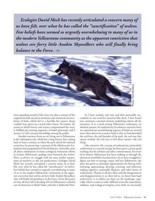 Ecologist David Mech has recently articulated a concern many of us have felt, over what he has called the “sanctification” of wolves. Few beliefs have seemed so urgently overwhelming to many of us in the modern Yellowstone community as the apparent conviction that wolves are furry little Anakin Skywalkers who will finally bring balance to the Force. - PS 
Wolf running from enclosure at Rose Creek in 1996 
most appealing morals of the story was that a century of fire suppression had caused an immense and unnatural accumulation of fuels, which led to a horrible fire season; Aesop couldn’t have given us a much tidier lesson. No matter the extent to which history and science compromised the story, it fulfilled pre-existing urgencies of belief gloriously, and I assume it’s still common knowledge among the public. 
Another narrative form we are living out in Yellowstone is the redemption tale, which has a long history here, dating back at least a century, to when the park salved the national conscience by preserving a remnant of the fabulous pre-Columbian bison population of North America. And today we’re all about redemption in many ecological restoration efforts in Greater Yellowstone, perhaps most famously the wolves. Here, as always, we struggle with the same mythic temptations of narrative as did our predecessors. Ecologist David Mech has recently articulated a concern many of us have felt, over what he has called the “sanctification” of wolves. Few beliefs have seemed so urgently overwhelming to many of us in the modern Yellowstone community as the apparent conviction that wolves are furry little Anakin Skywalkers who will finally bring balance to the Force. From that point of view, all that’s left is deciding who in Yellowstone’s colorful cast of characters is Darth Vader, and who is Jabba the Hutt. 
As I have studied, and now and then personally succumbed to, our need for narratives like these, I have found one consistent, essential element underlying almost all the narratives. It is a need among Yellowstone enthusiasts, an absolute passion, for authenticity. In whatever narrative form we expressed our overwhelming urgency of belief, we seemed most often driven by a need to believe that we had identified the real hero, the real founder of the park, the real way that nature worked, the real way to feel about nature—the real thing. 
Like narrative, the concept of authenticity, particularly authenticity in a natural setting, has been given a pretty good working over by scholars and other commentators. For most of its history Yellowstone has been walking us through the rhetorical minefields of authenticity. As we have struggled to figure out how to manage, enjoy, and love Yellowstone, the place has given us abundant opportunities for flirting with, imitating, approaching, denying, restoring, and otherwise seeking vignettes, reasonable illusions, and other forms of authenticity. Thanks to all that effort and the disagreements and disappointments it so often led to, we know how hard authenticity is to define out there on the landscape, especially when it comes to other difficult terms like naturalness, wildness, and ecological integrity, even while we necessarily 
22(1) • 2014 Yellowstone Science 29 
 