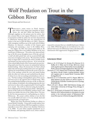 Wolf Predation on Trout in the 
Gibbon River 
Daniel Bergum and Nate Bowersock 
Throughout their range in North America, gray wolves (Canis lupus) prey primarily on bison, moose, elk, and deer (Mech and Boitani 2003). Although ungulates are the primary prey for wolves, they also consume fish in some regions (Darimont et al 2003). Consumption of fish by wolves has not been documented in Yellowstone National Park since the reintroduction of wolves to the area in 1995-96 (Metz et al. 2012). However, while managing a wolf/bear-jam at the south end of Gibbon Meadows, we observed a member of the Canyon pack capturing and consuming a trout in the Gibbon River. 
On August 7th 2013, the Canyon pack killed an elk along the Gibbon River near Gibbon Meadows in the west central part of Yellowstone. The wolves were observed feeding on the elk carcass throughout most of the day and only a small sub-adult grizzly bear and an occasional bald eagle were seen scavenging on the carcass. We returned to the kill early on August 8th to watch for the wolves’ possible return and monitor any bear activity in the area. As we arrived, the white colored alpha female of the Canyon pack was seen traveling south away from the carcass; we assumed she had just finished feeding. About 20 minutes later the black colored alpha male and two gray yearling wolves were seen approaching from the north heading toward the elk carcass in the river. One of the yearlings crossed the river and started feeding while the other two wolves sat and watched from the shore. At about 11 a.m. the two yearlings switched places at the carcass. The first yearling to feed grabbed a piece of the carcass and went across to the opposite shore to finish eating. After the yearling finished feeding on the piece of elk, we observed, in the company of onlookers, the yearling jump into the river and return to shore with an approximately 12-inch long fish in its mouth. The wolf was observed eating the head first, then swallowing the remaining portion whole. Although the species of fish could not be identified, rainbow, brown, and brook trout inhabit that area of the Gibbon River. This may be the first documentation of a wolf predating on a fish in Yellowstone. We cannot confirm whether or not the fish was actually killed and eaten or if it was already dead and opportunistically scavenged upon. 
Wolves have been documented feeding on salmon in coastal British Columbia. Using stable isotope analysis from feces, wolves showed a dietary shift from ungulates to salmon, especially in areas where salmon were abundant (Darimont et al. 2008). In areas where ungulate populations are in low densities, and spawning salmon occur, wolves could be 
expected to consume them as a valuable food source (Adams et al. 2010). While fish species are not believed to be a significant food source for Yellowstone wolves, this observation demonstrates their opportunistic foraging behavior. 
Yellowstone Science (YS) end of article tab 
Literature Cited 
Adams, L. G., S. D. Farley, C. A. Stricker, D. J. Demma, G. H. Roffler, D. C. Miller, and R. O. Rye. 2010. Are inland wolf-ungulate systems influenced by marine subsidies of Pacific salmon? Ecological Applications 20(1):251-262. 
Darimont, C.T., P. C. Paquet, and T. E. Reimchen. 2008. Spawning salmon disrupt trophic coupling between wolves and ungulate prey in coastal British Columbia. BMC Ecology 8(1):14. 
Darimont, C. T., T. E. Reimchen, and P. C. Paquet. 2003. Foraging behavior by gray wolves on salmon streams in coastal British Columbia. Canadian Journal of Zoology 81(2):349-353. 
Mech, L.D. and L. Boitani. 2003. Wolf: Behavior, Ecology, and Conservation. University of Chicago Press, Chicago, Illinois, USA. 
Metz, M. C., D. W. Smith, J. A.Vucetich, D. R. Stahler, and R. O. Peterson. 2012. Seasonal patterns of predation for gray wolves in the multi-prey system of Yellowstone National Park. Journal of Animal Ecology (81)3:553-563. 
32 Yellowstone Science 22(1) • 2014 
 