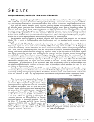 SHORTS 
Pronghorn Phenology: Notes from Early Studies in Yellowstone 
M. Douglas Scott studied the pronghorn (Antilocapra americana) in Yellowstone as a National Park Service employee from 1988 to 1994. He was particularly interested in how pronghorn phenology—events such as breeding, migration, and birthing— affected pronghorn distribution and therefore researchers’ ability to obtain accurate aerial and ground population counts. 
Scott found that from late November to early March, the pronghorn herd was widely dispersed in the treeless area generally referred to as their winter range: from the edge of Lower Mammoth and the western slopes of Mount Everts and the Elk Plaza area north to the Corwin Springs bridge, staying on the west side of the Yellowstone River. Often bedded down in small depressions in cold weather, the pronghorn were difficult to see, especially when there was snow cover. When the snow depth exceeded four inches, part of the herd sometimes migrated to the Trestle Ranch area, or farther north through Yankee Jim Canyon to the Carbella area. Weekly searches in Paradise Valley between Carbella and Livingston found only three pronghorn, however, and no groups of pronghorn were observed moving toward the park from Livingston. 
The Yellowstone population appeared to be isolated from other herds. Scott thought a few pronghorn may have reached Hayden Valley by moving up the Madison River Valley from beyond the park’s west boundary, but this movement was never observed. 
Although about 70–80% of the herd remained on the winter range year-round, by mid-March the rest of the herd was beginning to migrate over Mount Everts to the Lamar Valley and Specimen Ridge or to the Swan Lake area. As the pregnant does became more widely scattered and secretive, the ground counts steadily declined until the fawning season peaked about June 1. Scott found that obtaining an accurate count was difficult from the ground or the air while pronghorn were on the summer range; only a small portion of the estimated 100 pronghorn present in that area could typically be found. Most of these did not return to the year-round range until October, but some were back there during the summer. Scott noted that coyotes had killed most of the new fawns by autumn. During the September breeding period, the does were constantly on the move from one buck territory to another, but pronghorn counts began climbing in October when the migration was underway. 
The population counts varied widely depending on the season. The highest ground count (538) was in November 1991 when no aerial survey was done. The highest aerial count (591) was in March 1992, on a day when the ground count found 349 pronghorn. The highest counts of the year were usually made in late March or early April by an observer in a fixed-wing aircraft who could find migrating pronghorn on the upper slopes of Mount Everts and on Swan Lake flats where they were not visible to an observer on the ground. 
Immediately after two aerial counts in March 1992 and one in April 1993, radio-collared animals were located as a means of estimating the proportion of the herd that had been visible. Of the 52 collared pronghorn, only one was not seen during the aerial survey, resulting in average sightability of more than 98% for those three counts. Scott concluded that, when the time of year and conditions are right, a very large proportion of the Yellowstone pronghorn herd could be counted from the air. 
—M. Douglas Scott 
Note: Long-term monitoring data indicate that during the years of Scott’s research, the pronghorn population underwent an irruption. Before and after this irruption period, a larger portion of the herd was migratory than while Scott was observing the pronghorn. In recent years, about 70% of the herd has been migratory, moving to higher elevation range in the park during the summer. From 1995 to 2012, pronghorn counts by aerial survey fluctuated between 169 and 297; the April 2013 count 
was 351. Another change since the 1990s is the establishment of a herd in the Carbella area, apparently by dispersers from the Yellowstone population. For more information, see “Irruptive population dynamics in Yellowstone pronghorn” (2007) by 
P.J. White, J.E. Bruggeman, and R.A. Garrott; Ecological Applications 17(6):1598–1606 and “Partial migration and 
Competing for food with thousands of elk during the winter, Yellowstone pronghorn sometimes consume browse like this Rocky Mountain juniper. 
Photo: D. Scott 
philopatry of Yellowstone pronghorn” (2007) by P.J. White, T.L. Davis, K.K. Barnowe-Meyer, R.L. Crabtree, and R.A. Garrott; Biological Conservation 135:518–526. 
22(1) • 2014 Yellowstone Science 33 
 