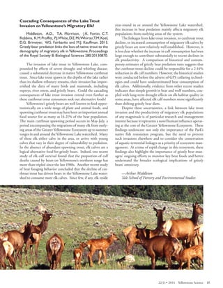Cascading Consequences of the Lake Trout Invasion on Yellowstone’s Migratory Elk? 
Middleton, A.D., T.A. Morrison, J.K. Fortin, C.T. Robbins, K.M. Proffitt, P.J.White, D.E. McWhirter,T.M. Koel, 
D.G. Brimeyer, W.S. Fairbanks and M.J. Kauffman. 2013. Grizzly bear predation links the loss of native trout to the demography of migratory elk in Yellowstone. Proceedings of the Royal Society B: Biological Sciences 280:20130870. 
The invasion of lake trout in Yellowstone Lake, compounded by effects of severe drought and whirling disease, caused a substantial decrease in native Yellowstone cutthroat trout. Since lake trout spawn in the depths of the lake rather than its shallow tributary streams, their invasion has impoverished the diets of many birds and mammals, including ospreys, river otters, and grizzly bears. Could the cascading consequences of lake trout invasion extend even further as these cutthroat trout consumers seek out alternative foods? 
Yellowstone’s grizzly bears are well known to feed opportunistically on a wide range of plant and animal foods, and spawning cutthroat trout may have been an important annual food source for as many as 14-21% of the bear population. The main cutthroat spawning period occurs in May-July, a period encompassing the migrations of many elk from outlying areas of the Greater Yellowstone Ecosystem up to summer ranges in and around the Yellowstone Lake watershed. Many of these elk either calve in the area, or arrive with young calves that vary in their degree of vulnerability to predation. In the absence of abundant spawning trout, elk calves are a logical alternative food for grizzly bears. Indeed, one recent study of elk calf survival found that the proportion of calf deaths caused by bears on Yellowstone’s northern range has more than tripled since the late 1980s. Another recent study of bear foraging behavior concluded that the decline of cutthroat trout has driven bears in the Yellowstone Lake watershed to consume more elk calves. Since few, if any, elk reside year-round in or around the Yellowstone Lake watershed, this increase in bear predation mainly affects migratory elk populations from outlying areas of the system. 
The linkages from lake trout invasion, to cutthroat trout decline, to increased consumption of migratory elk calves by grizzly bears are now relatively well established. However, it is less clear whether the increase in calf consumption has been large enough to contribute substantially to recent declines in elk productivity. A comparison of historical and contemporary estimates of grizzly bear predation rates suggests that the cutthroat trout decline could be responsible for a 2-14% reduction in elk calf numbers. However, the historical studies were conducted before the advent of GPS collaring technologies and could have underestimated bear consumption of elk calves. Additionally, evidence from other recent studies indicates that simple growth in bear and wolf numbers, coupled with long-term drought effects on elk habitat quality in some areas, have affected elk calf numbers more significantly than shifting grizzly bear diets. 
Despite these uncertainties, a link between lake trout invasion and the productivity of migratory elk populations of any magnitude is of particular research and management interest because it represents a novel human influence operating at the core of the Greater Yellowstone Ecosystem. These findings underscore not only the importance of the Park’s native fish restoration program, but the need to prevent such invasions elsewhere and to consider the conservation of aquatic-terrestrial linkages as a priority of ecosystem management. At a time of rapid change in this ecosystem, these findings also highlight the importance of grizzly bear managers’ ongoing efforts to monitor key bear foods and better understand the broader ecological implications of grizzly bears’ omnivory. 
—Arthur Middleton 
Yale School of Forestry and Environmental Studies 
22(1) • 2014 Yellowstone Science 37 
 