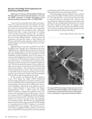 Not Just a Viral Magic Trick: Implications for Evolutionary Relationships 
Snyder, J.C., R.Y. Samson, S.K. Brumfield, S.D. Bell, and M.J.Young. 2013. Functional interplay between a virus and the ESCRT machinery in Archaea. Proceedings of the National Academy of Sciences USA 110:10783-10787. 
Viruses are the most abundant form of life on our planet. Viruses are parasites of their host cell, therefore, they have similar molecular characteristics as the cell they are infecting. However, viruses are much smaller, more numerically abundant, and often more amenable to study. Yellowstone National Park offers a unique environment for studying viruses and their interaction with host cells. In comparison to viruses infecting Eukarya and Bacteria, little is known in the hypothesis the ESCRT proteins are necessary for opening the pyramid lysis structures during cell lysis. 
These data suggest that, like eukaryotic viruses, archaeal viruses utilize the cellular ESCRT machinery for their benefit. This work identifies a critical host-virus interaction that is conserved between two domains of life. This has striking evolutionary implications linking not only Eukarya and Archaea, but also strengthening the link between the viruses that infect organisms within these two domains of life. Furthermore, these results imply that the ESCRT machinery is an ancient component of cells, and evolved prior to the split of the domains of Archaea and Eukarya. 
–Jamie Snyder, Montana State University 
about the viruses infecting Archaea. Archaea contain cell components and functions similar to both Eukarya and Bacteria, and therefore, these organisms could be essential to understanding the evolutionary linkages between the three domains of life. 
Approximately ten years ago, we isolated a virus from the Rabbit Creek Thermal Area in Yellowstone that infects Sulfolobus species. Sulfolobus species make their living in the acidic hot springs found in thermal environments around the world, including Yellowstone. We named the virus STIV (Sulfolobus turreted icosahedral virus) for the presence of turrets on the five-fold points of symmetry. Since the discovery of this virus, STIV has become a model system for studying archaeal viruses. It was the first lytic crenarchaeal virus, meaning it must burst the host cell to complete its replication cycle. We also discovered the presence of seven-sided pyramid structures present on the surface of STIV-infected cells (black arrows in figure). This was the first time seven-sided symmetry had been seen in nature. We now know the virus is responsible for these structures and during cell lysis these structures open (white arrow in figure) and newly assembled STIV particles escape through the open pyramids. 
In this research, we identified that, like eukaryotic viruses, STIV hijacks the cellular ESCRT (Endosomal Sorting Complex Required for Transport) machinery of its host. In multicellular and unicellular organisms, the ESCRT machinery plays an important role in cell function, division, and viral budding. Importantly, many Eukaryotic viruses, such as Ebola, Hepatitis C Virus (HCV), and Human Immunodeficiency Virus 1 (HIV1) utilize the cellular ESCRT machinery to complete their replication cycles. The results of our study indicate that in order to have a “productive” infection of STIV in Sulfolobus, the ESCRT machinery must be functioning normally. We believe that the ESCRT machinery is critical in two stages of the virus replication cycle: assembly and lysis. We show that one cellular ESCRT protein interacts with the major coat protein of STIV leading us to speculate that the ESCRT machinery is involved in assembling STIV in the cytoplasm. We also show an interaction between Sulfolobus ESCRT machinery and the viral protein responsible for the pyramid lysis structures resulting 
Yellowstone Science (YS) end of article tabimage of STIV induced pyramid llysis structures on the surface infected Sulfolobus cells 
An image of STIV-induced pyramid lysis structures on the surface of STIV-infected Sulfolobus cells.The black arrows are pointing to closed pyramid structures and the white arrow is pointing to an open pyramid. Scale bar=250nm. 
38 Yellowstone Science 22(1) • 2014 
 