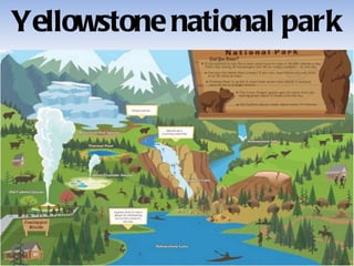Yellowstone national park 