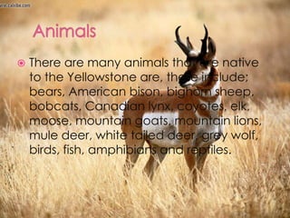 AnimalsThere are many animals that are native to the Yellowstone are, these include; bears, American bison, bighorn sheep, bobcats, Canadian lynx, coyotes, elk, moose, mountain goats, mountain lions, mule deer, white tailed deer, grey wolf, birds, fish, amphibians and reptiles.