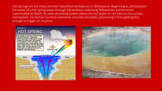 Hot Springs are the most common hydrothermal features in Yellowstone. Beginning as precipitation,
the water of a hot spring seeps through the bedrock underlying Yellowstone and becomes
superheated at depth. An open plumbing system allows the hot water to rise back to the surface
unimpeded. Convection currents constantly circulate the water, preventing it from getting hot
enough to trigger an eruption.
 