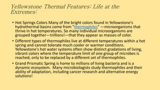 Yellowstone Thermal Features: Life at the
Extremes:
• Hot Springs Colors Many of the bright colors found in Yellowstone's
hydrothermal basins come from "thermophiles" —microorganisms that
thrive in hot temperatures. So many individual microorganisms are
grouped together—trillions!—that they appear as masses of color.
• Different types of thermophiles live at different temperatures within a hot
spring and cannot tolerate much cooler or warmer conditions.
Yellowstone's hot water systems often show distinct gradations of living,
vibrant colors where the temperature limit of one group of microbes is
reached, only to be replaced by a different set of thermophiles.
• Grand Prismatic Spring is home to millions of living bacteria and is a
dynamic ecosystem. Many microbiologists study thermophiles and their
ability of adaptation, including cancer research and alternative energy
solutions!
 