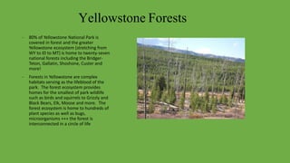 Yellowstone Forests
- 80% of Yellowstone National Park is
covered in forest and the greater
Yellowstone ecosystem (stretching from
WY to ID to MT) is home to twenty-seven
national forests including the Bridger-
Teton, Gallatin, Shoshone, Custer and
more!
- Forests in Yellowstone are complex
habitats serving as the lifeblood of the
park. The forest ecosystem provides
homes for the smallest of park wildlife
such as birds and squirrels to Grizzly and
Black Bears, Elk, Moose and more. The
forest ecosystem is home to hundreds of
plant species as well as bugs,
microorganisms +++ the forest is
interconnected in a circle of life
 