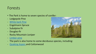 Forests
• The Park is home to seven species of conifer:
- Lodgepole Pine
- White bark Pine
- Engelmann Spruce
- Subalpine fir
- Douglas-fir
- Rocky Mountain Juniper
- Limber pine
- The park is also home to some deciduous species, including:
- Quaking Aspen and Cottonwood
 