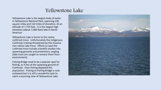 Yellowstone Lake
Yellowstone Lake is the largest body of water
in Yellowstone National Park, spanning 136
square miles and 110 miles of shoreline. At an
altitude of 7,732 feet , it is the largest high
elevation (above 7,000 feet) lake in North
America!
Yellowstone Lake is home to the native
cutthroat trout. Unfortunately the indigenous
Cutthroat is being threatened by the invasive
non-native Lake trout. Efforts to save the
cutthroat trout include scientific studies into
spawning grounds and protections, angling
(lake trout are caught to remove them from
environment).
Fishing Bridge used to be a popular spot for
fishing, as it lies at the spawning ground of
Cutthroat. Over fishing depleted the
population. Fishing at Fishing Bridge is now
outlawed but it is still a wonderful spot to
catch a stunning view of Yellowstone Lake.
 