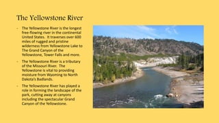 The Yellowstone River
- The Yellowstone River is the longest
free-flowing river in the continental
United States. It traverses over 600
miles of rugged and pristine
wilderness from Yellowstone Lake to
The Grand Canyon of the
Yellowstone, Tower Falls and more.
- The Yellowstone River is a tributary
of the Missouri River. The
Yellowstone is vital to providing
moisture from Wyoming to North
Dakota’s Badlands.
- The Yellowstone River has played a
role in forming the landscape of the
park, cutting away at canyons
including the spectacular Grand
Canyon of the Yellowstone.
 