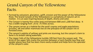 Grand Canyon of the Yellowstone
Facts:
• Formed by volcanism, glaciation, uplift, erosion and the power of the Yellowstone
River, The Grand Canyon of the Yellowstone is a symphony of nature’s art in
motion. It is an awe-inspiring beauty of depth, drama and color.
• The Canyon is twenty-four miles long and between 800 and 1,200 feet deep. It
has a width ranging from .25 to .75 miles across.
• The canyon serves as a habitat for the park’s osprey and eagle populations.
Grizzlies, elk and other mammals live on the precipice of the canyon rim in
forested areas.
• The canyon’s palette of yellows and pinks are stunning, but the canyon’s claim to
fame is its breath taking waterfalls.
• The Upper Falls of the Yellowstone tumble 109 feet from the canyon wall. The
brink of the upper falls marks the junction between a hard rhyolite lava flow and
weaker glassy lava that has been more easily eroded and helps form the splendor
of the canyon’s color.
 