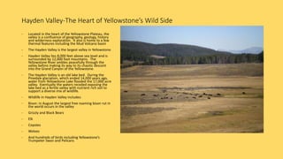 Hayden Valley-The Heart of Yellowstone’s Wild Side
- Located in the heart of the Yellowstone Plateau, the
valley is a confluence of geography, geology, history
and wilderness exploration. It also is home to a few
thermal features including the Mud Volcano basin
- The Hayden Valley is the largest valley in Yellowstone.
- Hayden Valley lies 8,000 feet above sea level and is
surrounded by 12,000 foot mountains. The
Yellowstone River ambles peacefully through the
valley before making its way to its chaotic descent
into the Grand Canyon of the Yellowstone.
- The Hayden Valley is an old lake bed. During the
Pinedale glaciation, which ended 14,000 years ago,
water from Yellowstone Lake flooded the 17,000 acre
valley. Eventually the waters receded exposing the
lake bed as a fertile valley with nutrient rich soil to
support a diverse mix of wildlife.
- Wildlife in Hayden Valley includes:
- Bison: in August the largest free roaming bison rut in
the world occurs in the valley
- Grizzly and Black Bears
- Elk
- Coyotes
- Wolves
- And hundreds of birds including Yellowstone’s
Trumpeter Swan and Pelicans
 