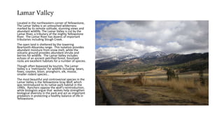 Lamar Valley
Located in the northeastern corner of Yellowstone,
The Lamar Valley is an untouched wilderness
marked by its remote solitude, stunning views and
abundant wildlife. The Lamar Valley is cut by the
Lamar River, a tributary of the mighty Yellowstone
River. The Lamar River has dozens of important
tributaries including Slough Creek.
The open land is sheltered by the towering
Beartooth-Absaroka range. This isolation provides
abundant moisture from snow melt, while the
volcanic ground provides abundant shrubs and
berries for wildlife. The Lamar Valley includes
echoes of an ancient petrified forest, fossilized
rocks are excellent habitats for a number of species.
Though often bypassed by tourists, The Lamar
Valley is a ‘metropolis’ for wildlife including: bears,
foxes, coyotes, bison, pronghorn, elk, moose,
smaller rodent species…
The most beautiful and controversial species in the
Lamar Valley is the Yellowstone Gray Wolf, which
was reintroduced to its native park habitat in the
1990s. Ranchers oppose the wolf’s reintroduction,
while biologists argue that wolves help strengthen
biological diversity in the park and act as important
predators in protecting a healthy balance of life in
Yellowstone.
 