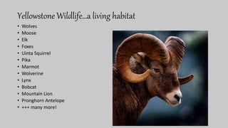 Yellowstone Wildlife…a living habitat
• Wolves
• Moose
• Elk
• Foxes
• Uinta Squirrel
• Pika
• Marmot
• Wolverine
• Lynx
• Bobcat
• Mountain Lion
• Pronghorn Antelope
• +++ many more!
 