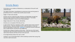 Grizzly Bears
- Grizzly Bears are an emblem of Yellowstone, an ambassador of the park’s wild
undaunted spirit.
- The mighty Grizzly Bear is identifiable by its distinctive hump and the grayish or
grizzled tips of its fur. Grizzlies have a terrific sense of smell.
- Height: 3 ½ feet at the shoulder
- Grizzlies only live in Wyoming, Idaho, Montana and Washington though their
historical range stretched to California and the Great Plains. The Greater
Yellowstone Ecosystem is home to over 700 Grizzly Bears
- Weight: Male (216-717 lbs.) Female: 200-428 lbs.
- Grizzlies can run at speeds of 30 miles per hour.
- In spite of their ‘ferocious’ reputation as killers, a grizzly’s diet consists mostly of
berries and nuts. They do not attack humans unless provoked, or a bear has
become habituated to human food. A fed bear is a dead bear because habituated
bears change behavior and become more aggressive.
- Grizzlies have a lifespan of twenty-to-thirty years. They have one of the lowest
reproductive rates of terrestrial mammals on the continent. Grizzly Bears do not
reach sexual maturity until they are four to five years old.
- On average females produce two cubs in a litter
- A Mother’s Love: Grizzly Mama Bear’s will do anything to protect their young, they
raise their cubs for two years
 