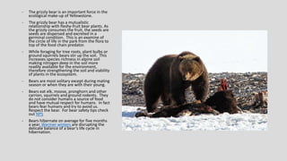 - The grizzly bear is an important force in the
ecological make-up of Yellowstone.
- The grizzly bear has a mutualistic
relationship with fleshy-fruit bear plants. As
the grizzly consumes the fruit, the seeds are
seeds are dispersed and excreted in a
germinal condition. This is an examine of
the circle of life in the park from the flora to
top of the food chain predator.
- While foraging for tree roots, plant bulbs or
ground squirrels bears stir up the soil. This
increases species richness in alpine soil
making nitrogen deep in the soil more
readily available for the environment,
therefore strengthening the soil and viability
of plants in the ecosystem.
- Bears are most solitary except during mating
season or when they are with their young.
- Bears eat elk, moose, pronghorn and other
carrion, squirrels and ground rodents. They
do not consider humans a source of food
and have mutual respect for humans. In fact
bears fear humans and try to avoid us.
Respect the bear. For bear safety tips check
out NPS
- Bears hibernate on average for five months
a year. Warmer winters are disrupting the
delicate balance of a bear’s life cycle in
hibernation.
 