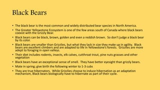 Black Bears
• The black bear is the most common and widely distributed bear species in North America.
• The Greater Yellowstone Ecosystem is one of the few areas south of Canada where black bears
coexist with the Grizzly Bear.
• Black bears can be black, brown, golden and even a reddish brown. So don’t judge a black bear
by its color.
• Black bears are smaller than Grizzlies, but what they lack in size they make up in agility. Black
bears are excellent climbers and are adapted to life in Yellowstone’s forests. Grizzlies are more
adept to foraging in open valleys.
• Their diet includes rodents, insects, elk calves, cutthroat trout, pine nuts grasses and other
vegetation
• Black bears have an exceptional sense of smell. They have better eyesight than grizzly bears.
• Mate in spring; give birth the following winter to 1-3 cubs
• They are true hibernators. While Grizzlies choose to induce hibernation as an adaptation
mechanism, Black bears biologically have to hibernate as part of their cycle.
 