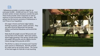 Elk
- Yellowstone provides a summer range for an
estimated 10,000 – 20,000 elk from 6-7 herds, most
of which winter at lower elevations outside the park.
These herds provide visitor enjoyment as well as
revenue to local economies outside the park. We
will go into the tourism economy of Yellowstone in
Unit Three of our Expedition
- Elk range in forest and forest-edge habitat,
feeding on grasses, plants, leaves and bark. They
are often found at Mammoth Hot Springs,
Gibbon and Sentinel Meadows and around Old
Faithful
- Male (bull) elk weight around 700 pounds and
are five feet at the shoulder. Bulls have antlers,
which begin growing in the spring. Female (cow)
elk weight 500 pounds and are slightly shorter.
Calves average thirty pounds at birth.
- The Elk Rut is a dance of romance and ‘insanity’
each autumn in Yellowstone. Bull elk compete
for mates and to set up their harem. The sound
of the love bugle of a bull elk is truly haunting
 