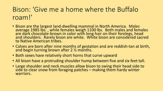 Bison: ‘Give me a home where the Buffalo
roam!’
• Bison are the largest land-dwelling mammal in North America. Males
average 1985 lbs. , while females weigh 1100 lbs. Both males and females
are dark chocolate-brown in color with long hair on their forelegs, head
and shoulders. Rarely bison are white. White bison are considered sacred
to Native American tribes.
• Calves are born after nine months of gestation and are reddish-tan at birth,
and begin turning brown after 2 ½ months.
• Both sexes have relatively short horns that curve upward
• All bison have a protruding shoulder hump between five and six feet tall.
• Large shoulder and neck muscles allow bison to swing their head side to
side to clear snow from foraging patches – making them hardy winter
warriors.
 