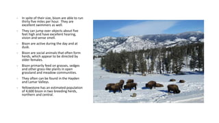 - In spite of their size, bison are able to run
thirty five miles per hour. They are
excellent swimmers as well.
- They can jump over objects about five
feet high and have excellent hearing,
vision and sense smell.
- Bison are active during the day and at
dusk.
- Bison are social animals that often form
herds, which appear to be directed by
older females.
- Bison primarily feed on grasses, sedges
and other grass-like plants in open
grassland and meadow communities.
- They often can be found in the Hayden
and Lamar Valleys.
- Yellowstone has an estimated population
of 4,600 bison in two breeding herds,
northern and central.
 