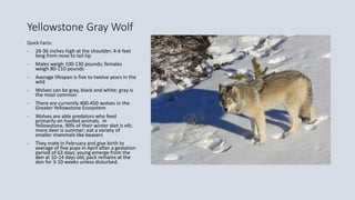 Yellowstone Gray Wolf
Quick Facts:
- 26-36 inches high at the shoulder; 4-6 feet
long from nose to tail tip
- Males weigh 100-130 pounds; females
weigh 80-110 pounds
- Average lifespan is five to twelve years in the
wild
- Wolves can be gray, black and white; gray is
the most common
- There are currently 400-450 wolves in the
Greater Yellowstone Ecosystem
- Wolves are able predators who feed
primarily on hoofed animals. In
Yellowstone, 90% of their winter diet is elk;
more deer is summer; eat a variety of
smaller mammals like beavers
- They mate in February and give birth to
average of five pups in April after a gestation
period of 63 days; young emerge from the
den at 10-14 days old; pack remains at the
den for 3-10 weeks unless disturbed.
 