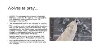Wolves as prey…
• In 2011, Congress gave hunters and trappers in
Montana and Idaho the right to hunt wolves that
had previously been protected under the
Endangered Species Act
• 366 wolves were killed in the first year of hunting.
• This remains a controversial topic as hunters argue
that the elk are dying because of the wolf. Wolf
advocates point out that the overpopulation of elk
is being naturally culled. Trophy hunters are upset
they are not allowed to hunt, since the wolf is
controlling the population effectively.
• Another valid argument against wolves is their
affect on agriculture. The debate will continue
• In spite of their big-bad reputation wolves are
remarkable creatures, who are loyal, smart, agile
and intrepid.
 
