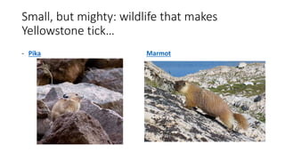 Small, but mighty: wildlife that makes
Yellowstone tick…
- Pika Marmot
 