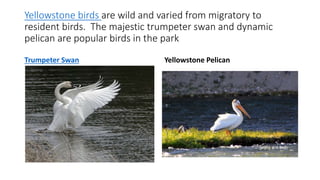 Yellowstone birds are wild and varied from migratory to
resident birds. The majestic trumpeter swan and dynamic
pelican are popular birds in the park
Trumpeter Swan Yellowstone Pelican
 