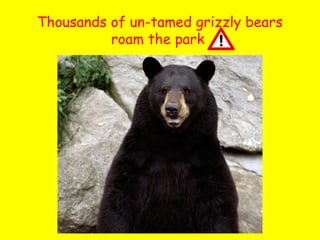 Thousands of un-tamed grizzly bears
roam the park

 