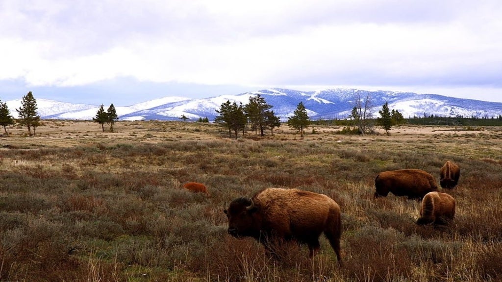 Yellowston National Park usa