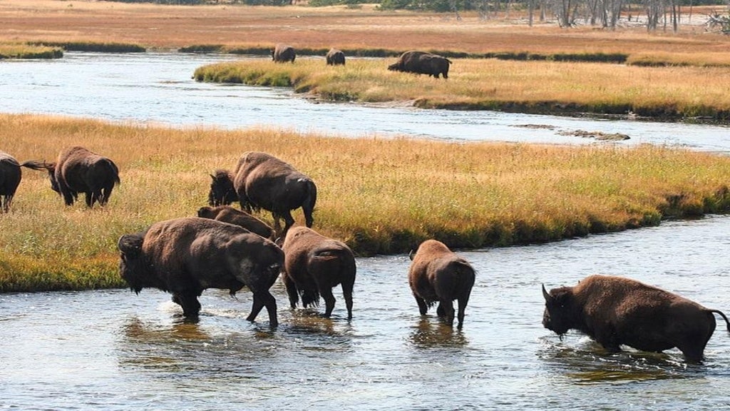 Yellowston National Park usa